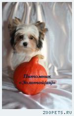 Продаю Бивер Йорк, Бивер, Биверы  очаровательные щенки