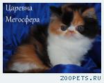 Персидские и экзотические котята