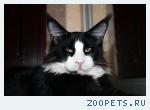 Кот Мейн Кун
