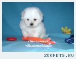  очаровательные щенки Мальтезе мини и стандарт