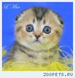 Шотландские вислоухие и британские котята Редкие эффектные окрас