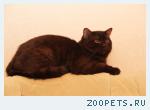 Британский КОТИК-подросток