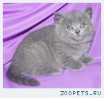 Шотландский прямоухий КОТИК