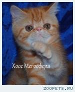 Экзотические котики