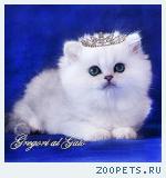 Британские длинношерстные серебристые шиншиллы 