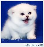 Эксклюзивные Британские серебристые шиншиллы синеглазки 
