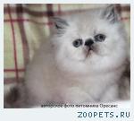 Персидские котята колор поинт