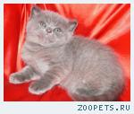 Шотландский прямоухий КОТИК