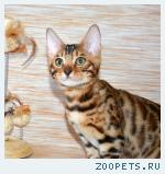 Бенгальские котята