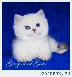 Эксклюзивные Британские серебристые шиншиллы синеглазки 