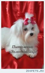 Мальтезе (мальтийская болонка) щенки мини и стандарт - счастье в
