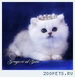 Британские длинношерстные серебристые шиншиллы 