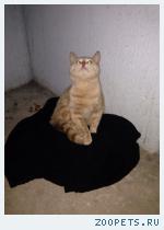 найден котик