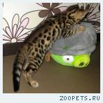 Бенгальские котята