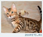 Бенгальские котята