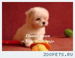 Мальтезе (мальтийская болонка) щенки мини и стандарт - счастье в