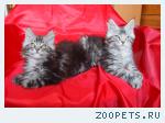 Котята мейн куны