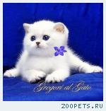 Эксклюзивные Британские серебристые шиншиллы