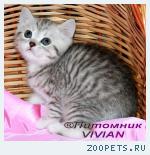Британские котята вискас из питомника VIVIAN