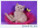 Британский котик окраса ФАВН