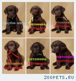 Милые щенки лабрадора