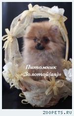 Померанский шпиц микро девочка