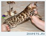 Бенгальские котята