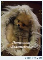 Шпиц Миниатюрная девочка