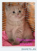 Британские лиловые котята из питомника VIVIAN