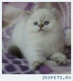 Британские котята
