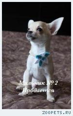 Очаровательные Щенки Чихуахуа