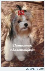 Щенки Бивер Йорка, Бивера мини и стандарт