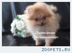 Шпиц Миниатюрная девочка