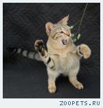 КОТИК породы Чаузи