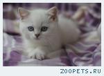 Британские котята