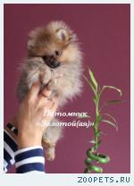 Шпиц Миниатюрная девочка