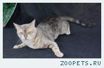 Бенгальский Котик