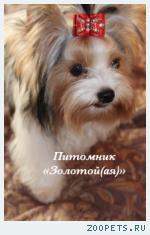 Щенки Бивер Йорка, Бивера мини и стандарт