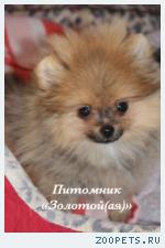 Мини девочка миниатюрного немецкого шпица