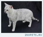 КОШЕЧКА  породы Саванна