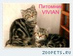 Британские котята мрамор из питомника VIVIAN