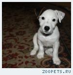 Милейшая девочка Джек Рассел терьера 