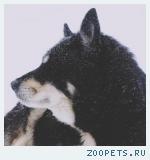 Помогите Отису стать домашним любимцем