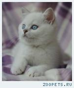 Британские котята