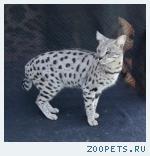 КОШЕЧКА  породы Саванна