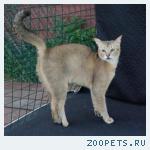 КОШЕЧКА  породы Чаузи