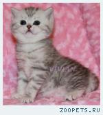 Британские котята вискас из питомника VIVIAN