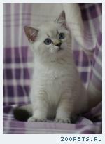 Британские котята