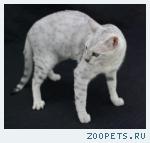 КОШЕЧКА  породы Саванна