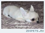 Чихуахуа очаровательные щенки 
